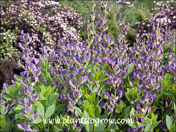 Twilight Prairie Blues' False Indigo (Baptisia)
Plants blooming in the background are Diabolo Ninebark.